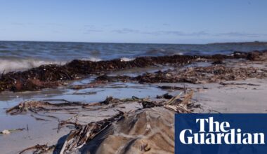 South Australian toxic algal bloom killed more than 8,000 sharks and rays, including endangered species | Endangered species