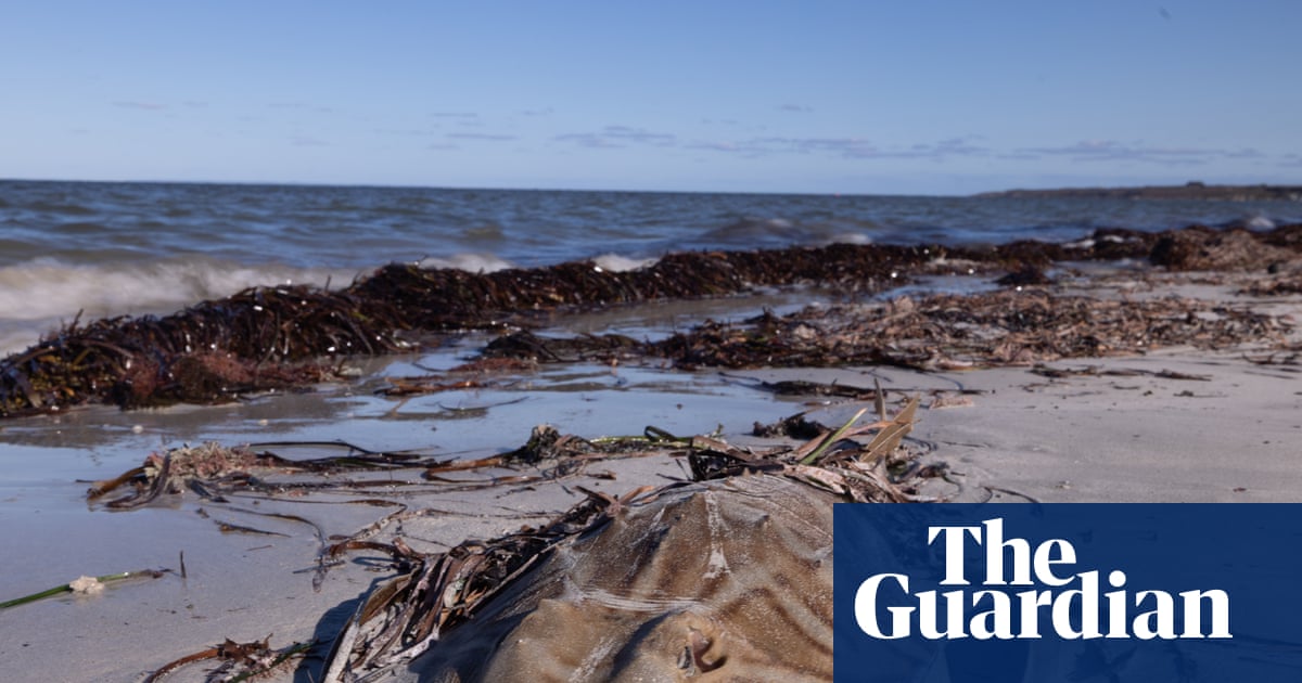 South Australian toxic algal bloom killed more than 8,000 sharks and rays, including endangered species | Endangered species