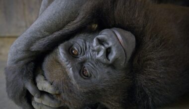 One gorilla’s journey from illegal traffickers back to the wild