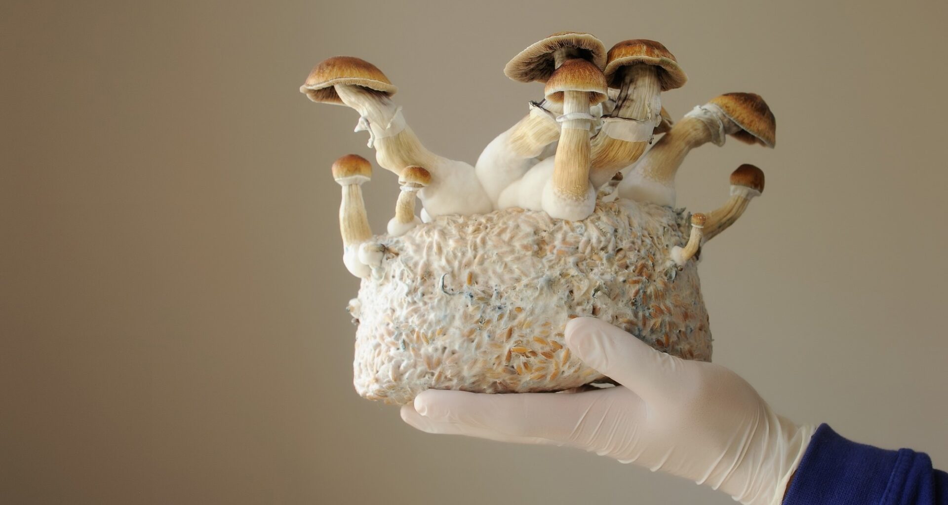 How Fungi Are Transforming Medicine and Environmental Science