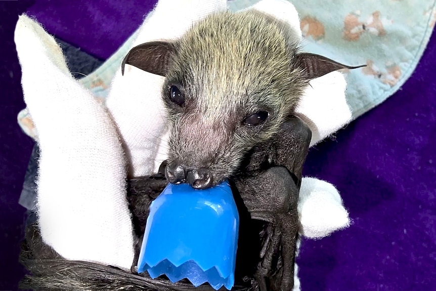 a baby flying fox 