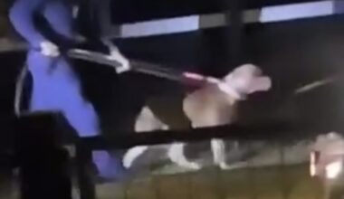 Chermside dog mauling: Man attacked by two dogs in 7th Brigade Park