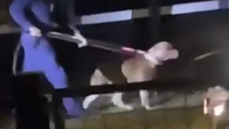 Chermside dog mauling: Man attacked by two dogs in 7th Brigade Park