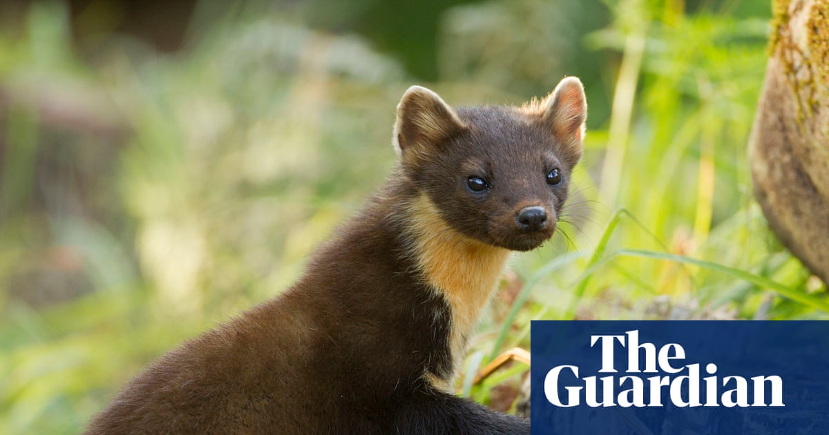Country diary: The challenge of making a thatched roof pine-marten proof | Animals