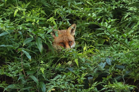 Foxes are now a common sight across capital cities as well as regional areas.