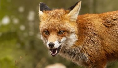 Fox control in Australia: How AI-powered bait stations and new technology could save native wildlife