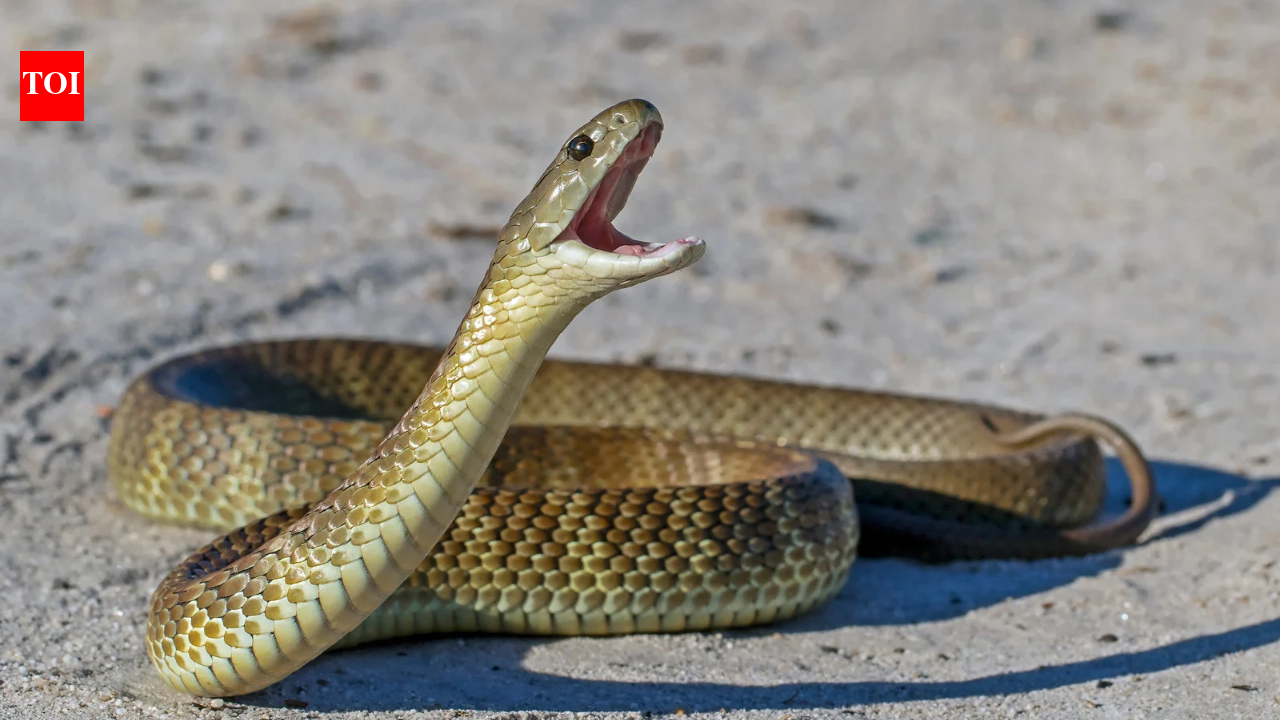Dozens of venomous snakes were spotted inside an Australian airport, including a Qantas lounge; catchers say they appeared almost everywhere-from passenger areas to offices