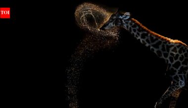 72-year old Vaidehi Chandrasekar won gold at the 2026 World Nature Photography Award for clicking a giraffe expelling a perfect arc of water after drinking in Botswana
