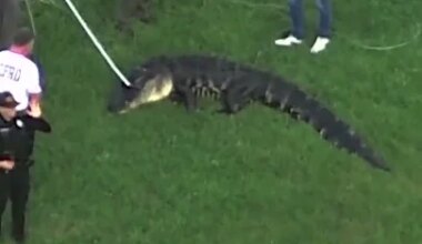 12-foot alligator caught after deadly attack in Florida - YouTube