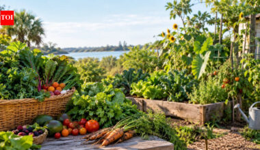 More food, fewer nutrients? Fruits, vegetables and cereals may have lost up to 50% of key nutrients since the 1960s as decades of yield-focused farming raise concerns about hidden hunger |