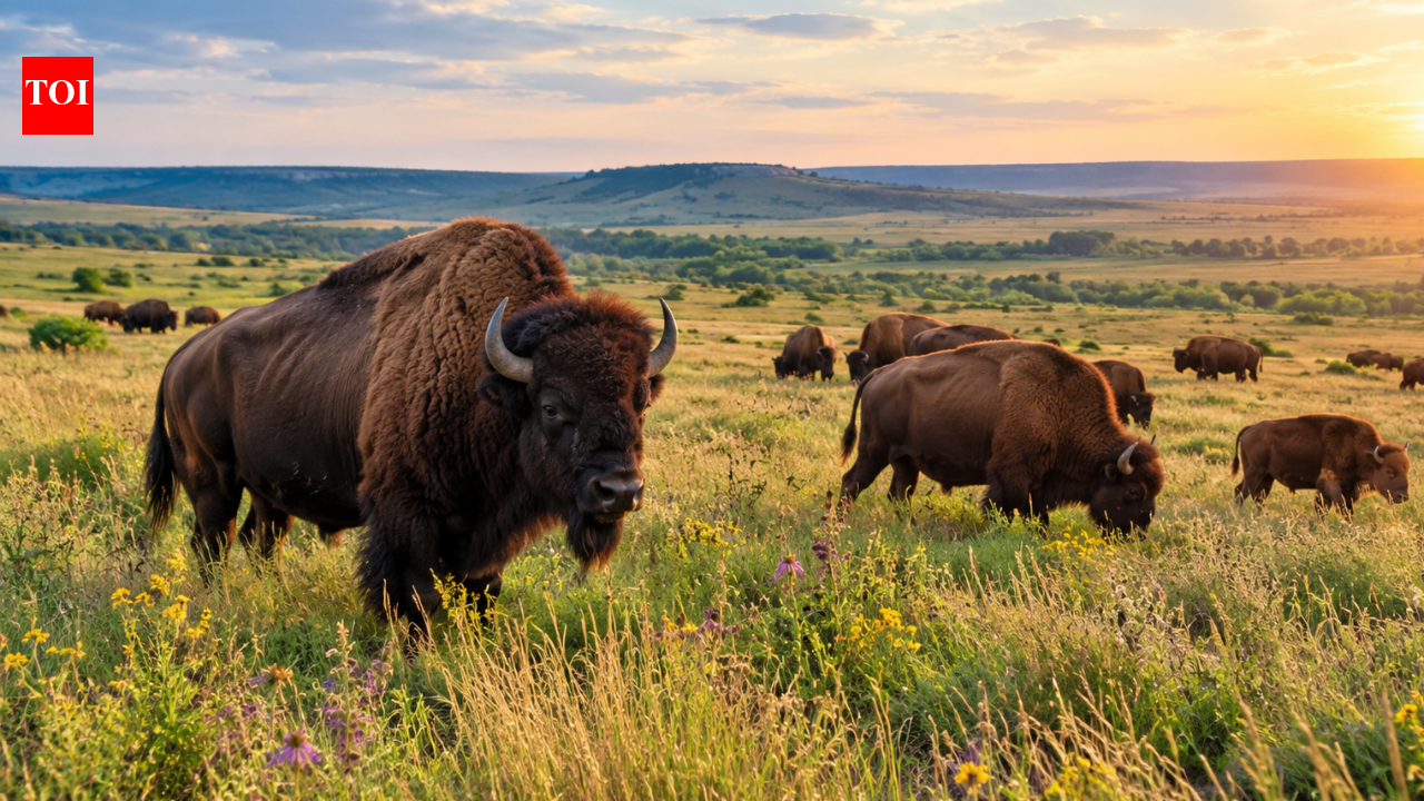 In 1993, a rancher donated 300 American bison that were released on an Oklahoma prairie; today, more than 2,000 roam the preserve, helping restore one of Earth's most threatened ecosystems | World News