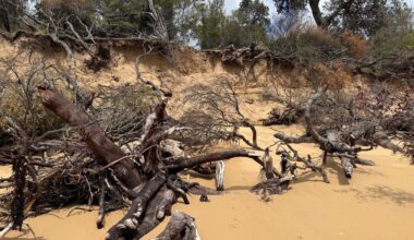 Bass Coast Shire presses panic button on Silverleaves’ work