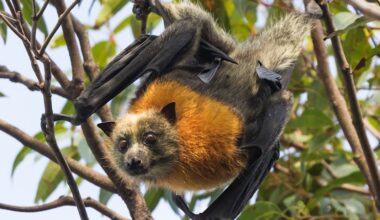 Greater Sydney Parklands warn people not to handle distressed bats amid NSW starvation event impacting vulnerable grey-headed flying foxes