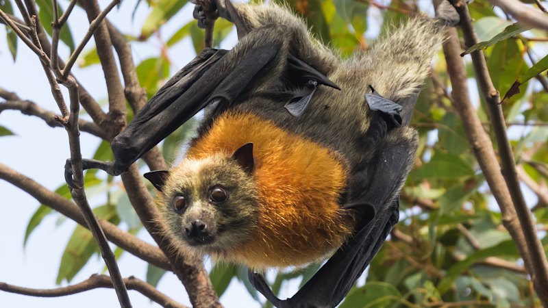 Greater Sydney Parklands warn people not to handle distressed bats amid NSW starvation event impacting vulnerable grey-headed flying foxes