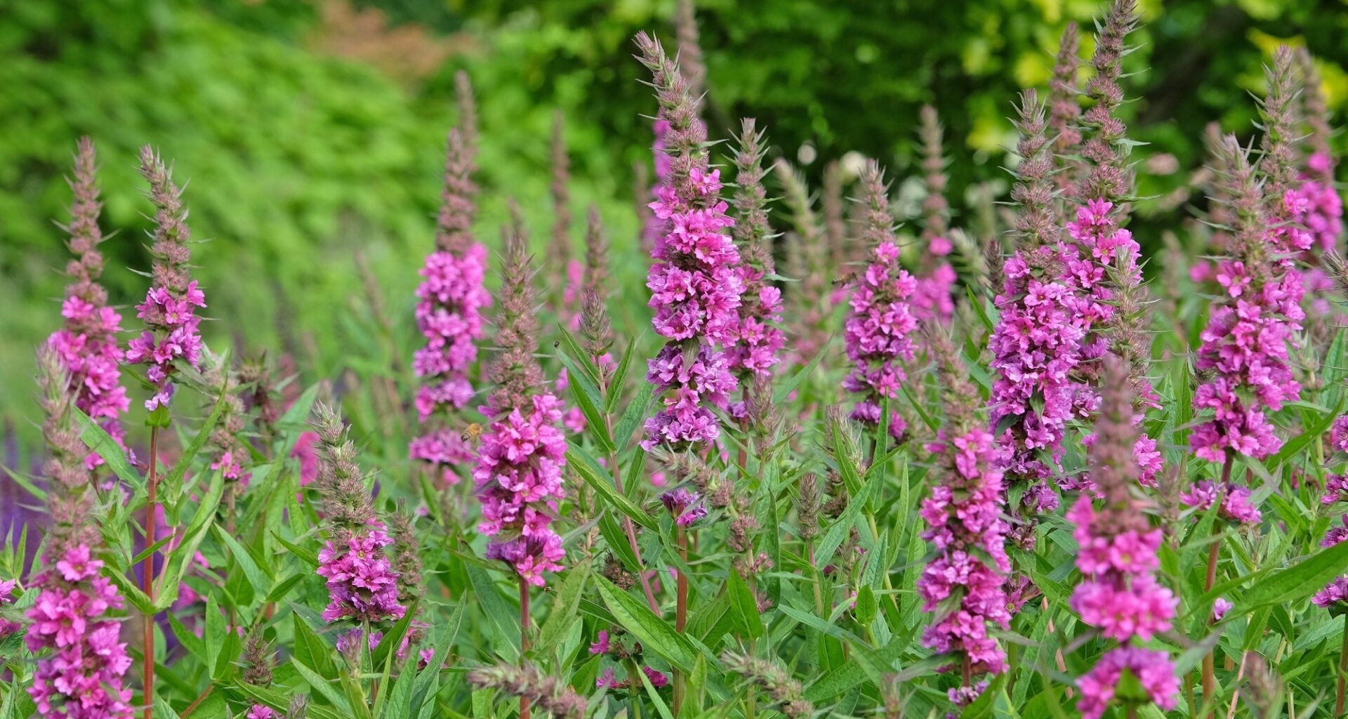 Lythrum salicaria, purple loosestrife ‘Robin’ in flower.