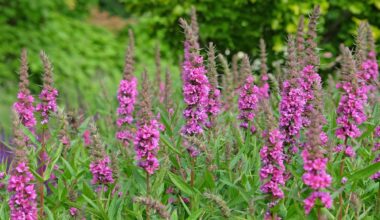 Lythrum salicaria, purple loosestrife ‘Robin’ in flower.