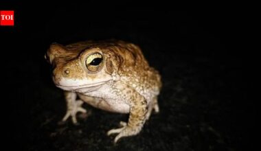 Cane Toads Australia: In 1935, Australia released 2,400 cane toads to control crop-eating beetles today, an estimated 200 million invasive toads threaten 75 wildlife species, making it one of the country’s most notorious ecological disasters
