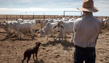 Weekly genetics review: Look past the turnoff when judging your breeding program