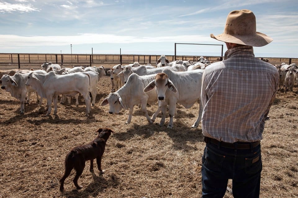 Weekly genetics review: Look past the turnoff when judging your breeding program