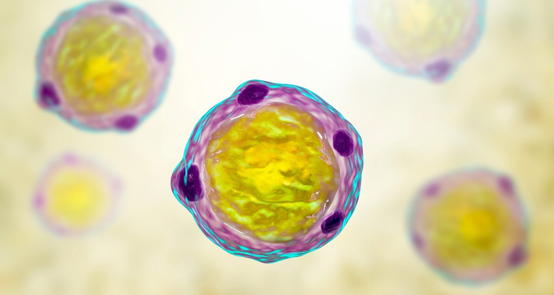 Blastocystis hominis parasite, 3D illustration. A potential causative agent of diarrheal infections in humans