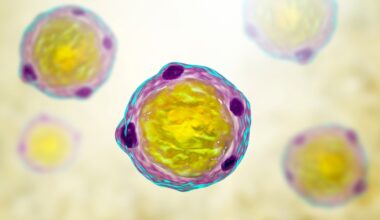 Blastocystis hominis parasite, 3D illustration. A potential causative agent of diarrheal infections in humans