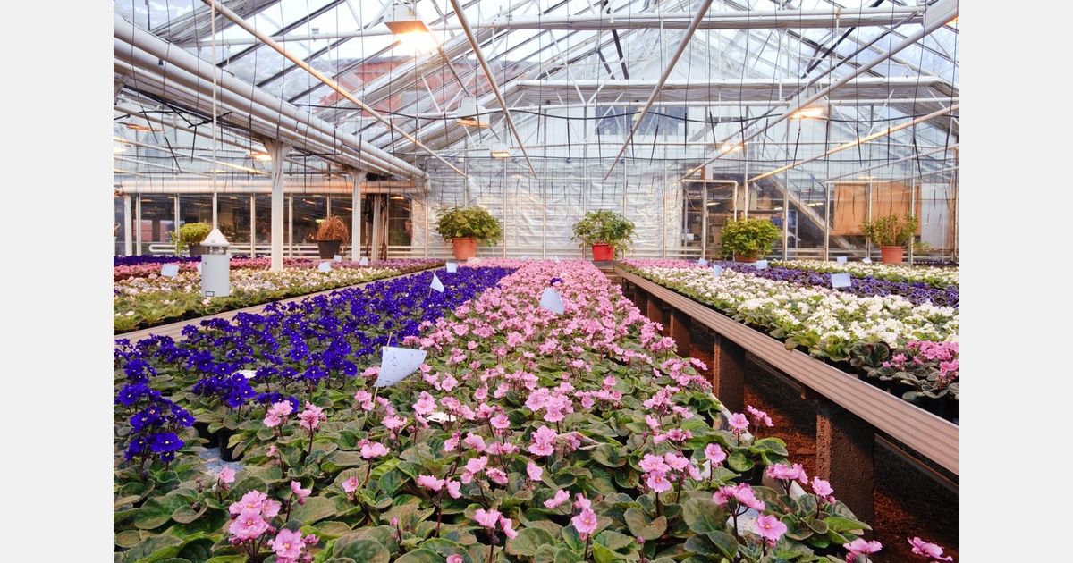 Greenhouse warmth triggered the two major floristic turnover events of the past 120 million years