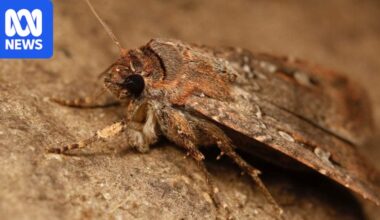Bogong moths are playing havoc with BOM weather radars