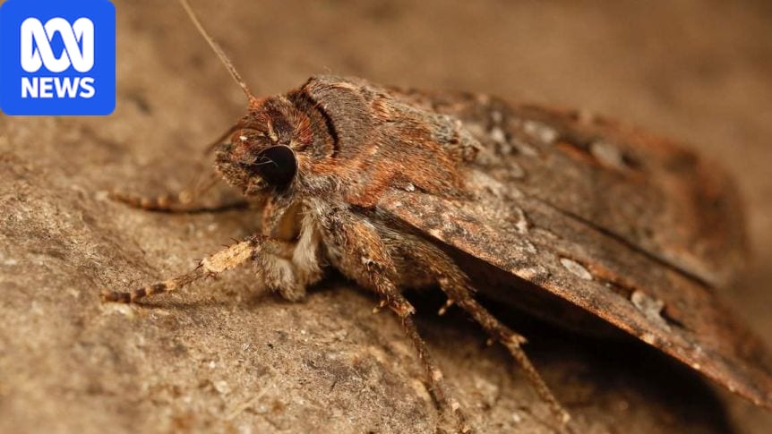 Bogong moths are playing havoc with BOM weather radars