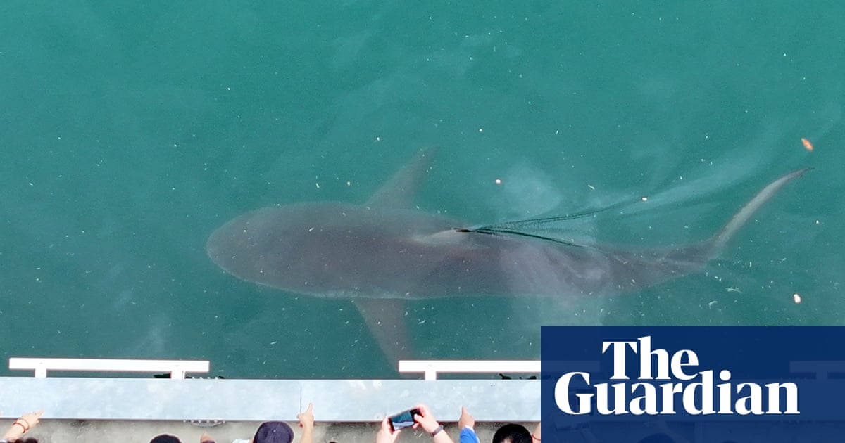 After dark, these YouTubers watch over an unlikely charge – a shark stuck in a South Korean canal | South Korea