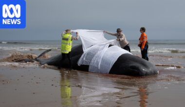 Sperm whale dies after stranding near Devonport on Tasmania's north-west coast