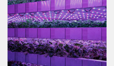IGS to hold free webinar on taking vertical farming projects to commercial scale