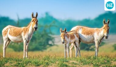 From 1982 to 1987, Israel reintroduced 28 Asiatic wild asses to the Negev; after 10 more were released in 1992 and 1993, the herd reached about 250