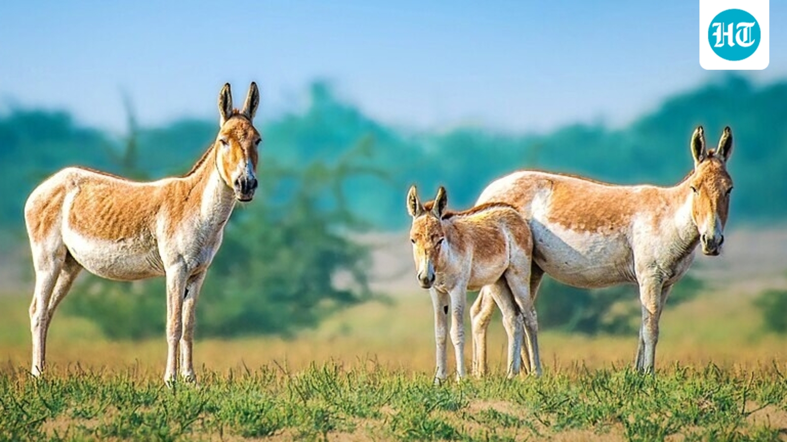 From 1982 to 1987, Israel reintroduced 28 Asiatic wild asses to the Negev; after 10 more were released in 1992 and 1993, the herd reached about 250