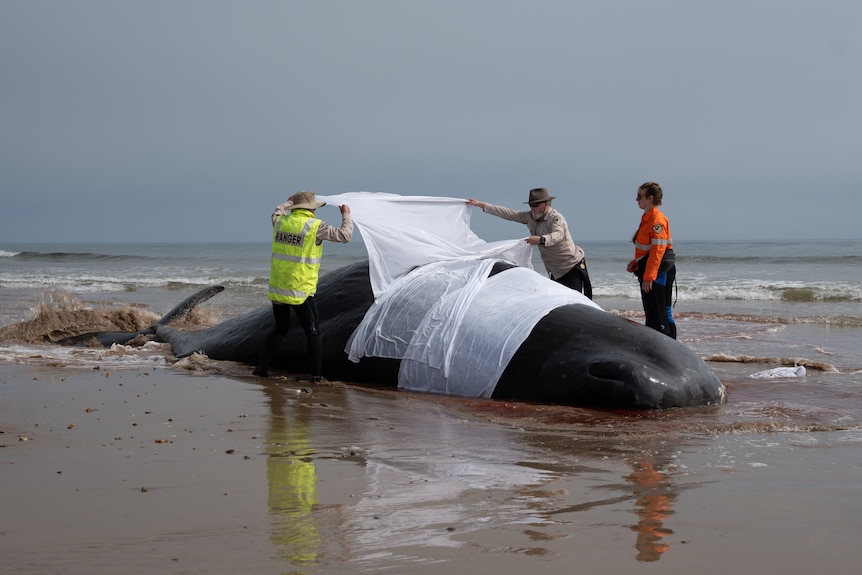 A large sperm whale stranded at Turners Beach in Tasmania