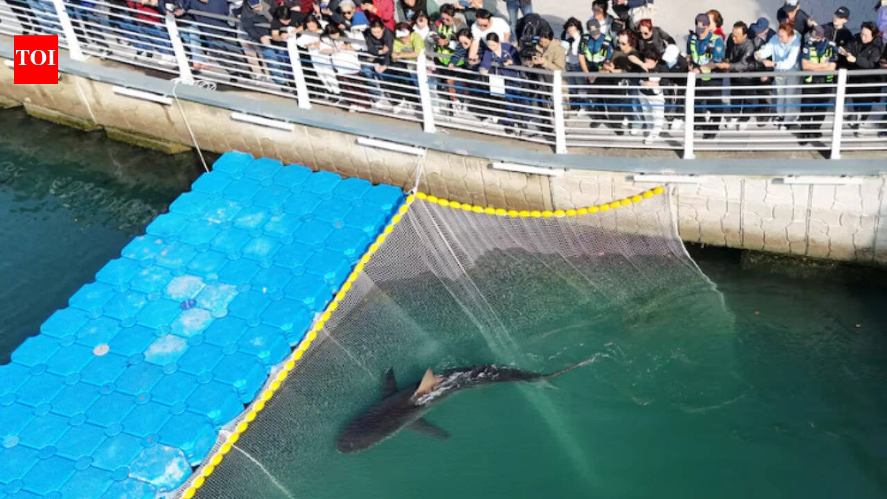 A 10-foot endangered shark trapped in a South Korean canal for more than a month was finally guided toward the open sea; hours after its third rescue attempt, it swam back, leaving officials searching for a new plan