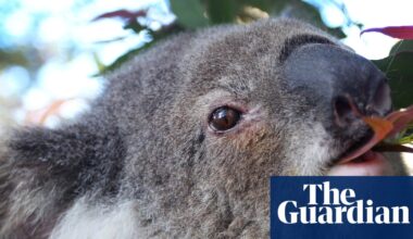 Koalas are cute, furry, iconic – and dying of chlamydia. But how well does the approved vaccine work? | Wildlife