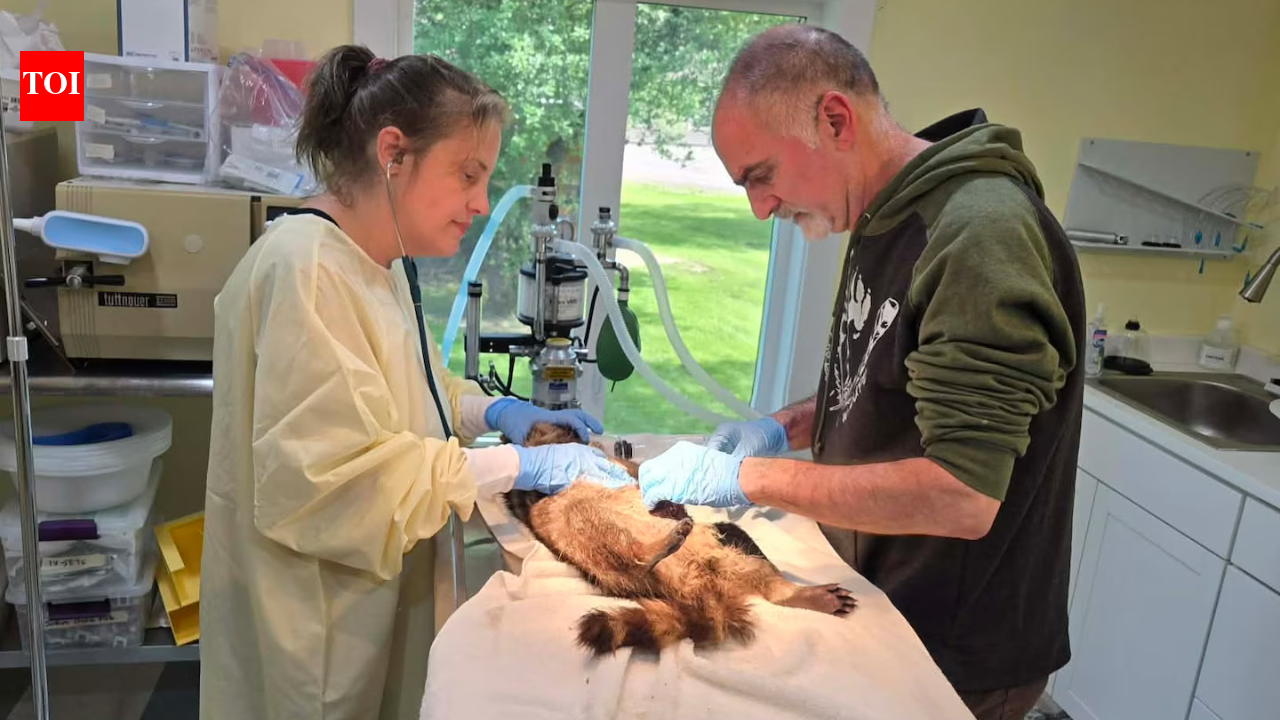 A New York couple lost two baby raccoons after failing to find them help; they later built a wildlife rescue centre and have since helped more than 800 raccoons | World News