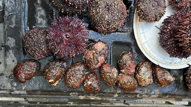 B.C. man handed $7,500 fine for possessing endangered northern abalone
