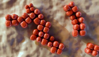 Semaglutide changes gut bacteria in rats beyond what eating less explains