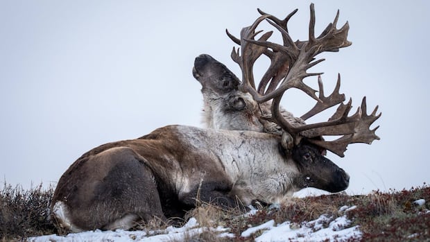 Yukon photographer captures footage of caribou carrying dead rival in its antlers
