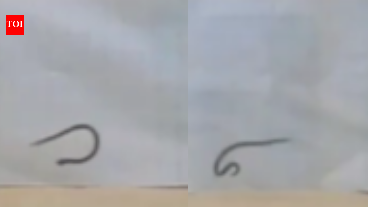 Dwarf Reed Snake: Meet Dwarf Reed snakes who 'cartwheels' their way out of danger: How the secretive reptile launches, loops and rolls its way to safety