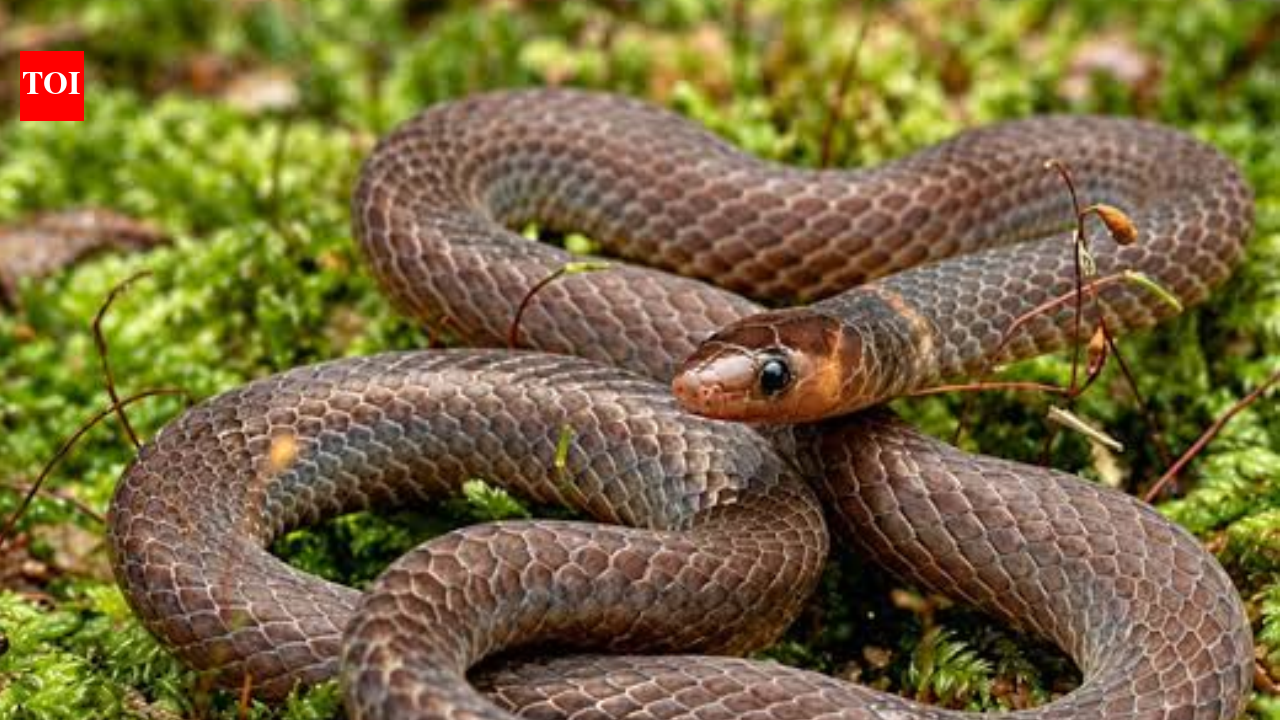 Scientists spot rare tiny snakes in Malaysia that do not just slither but do cartwheels; they roll at 12 feet per second when they sense danger