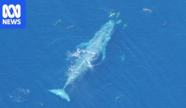 Pygmy blue whale decline signals shift in Bonney Upwelling ocean current