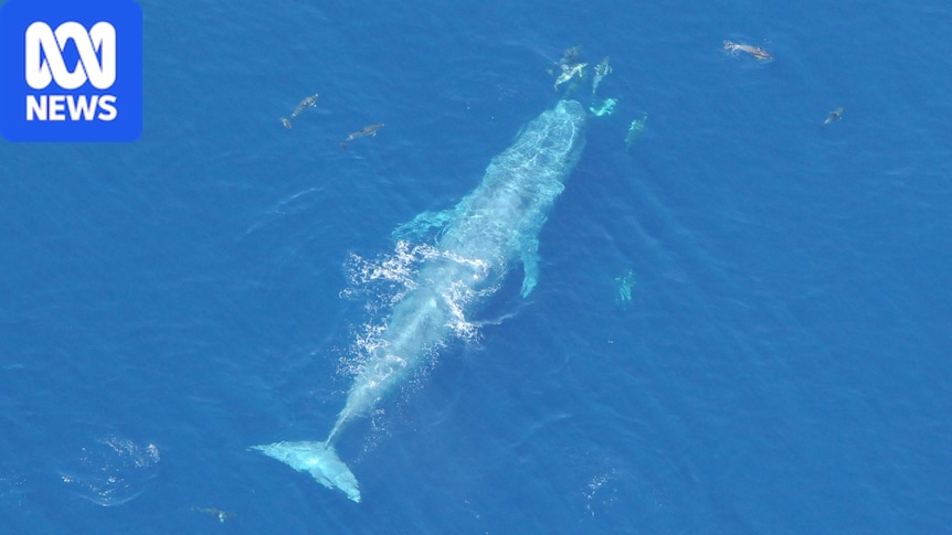 Pygmy blue whale decline signals shift in Bonney Upwelling ocean current