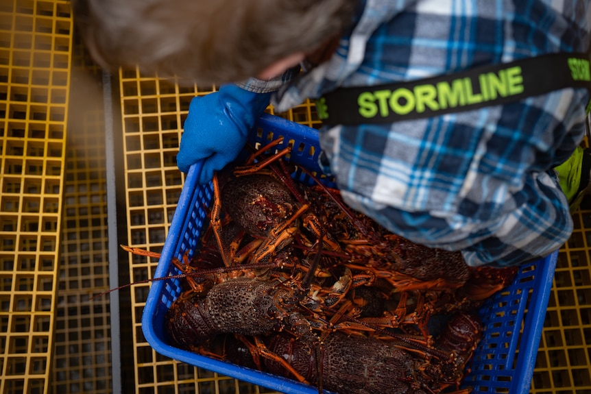 A man in a blue plaid shirt lifts a blue crate of lobsters from the bottom of a boat