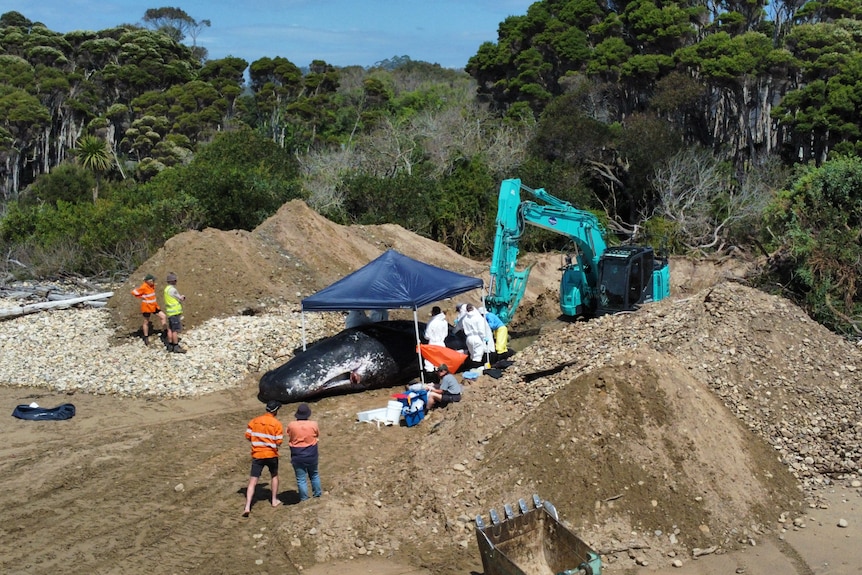 People stand around a dead whale on a beach