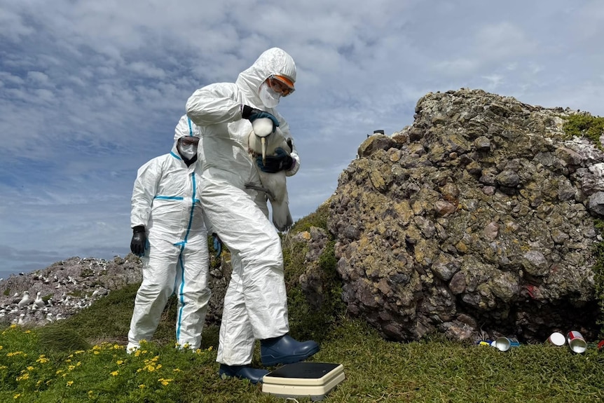 vaccination is carried out by wildlife veterinarians and biologists under strict permit conditions and biosecurity protocols.