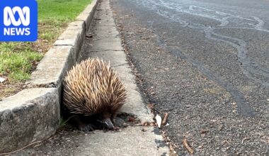 Adelaide echidnas on the prowl as breeding season stretches late