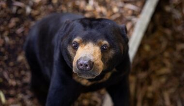 ‘Charismatic, quirky, and endlessly endearing’: Perth Zoo announces tragic death of male sun bear Jamran