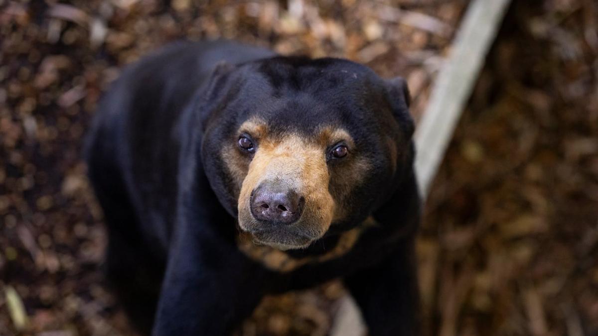 ‘Charismatic, quirky, and endlessly endearing’: Perth Zoo announces tragic death of male sun bear Jamran